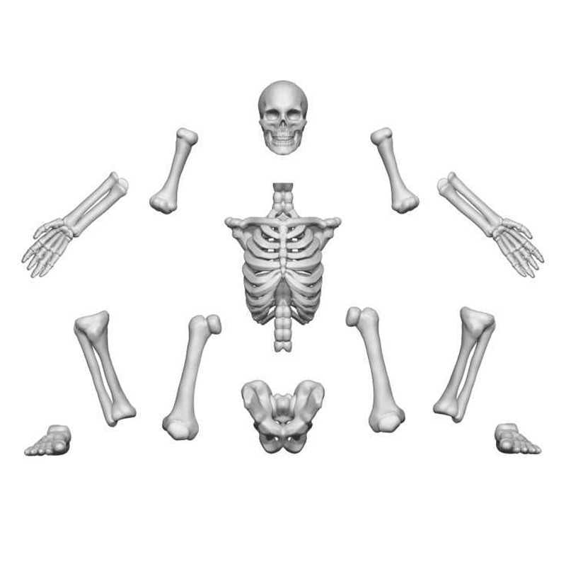 Esqueletos humanos 1:48